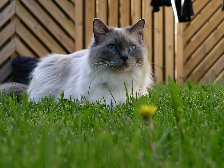 Blue Mitted Ragdoll, grass, cute