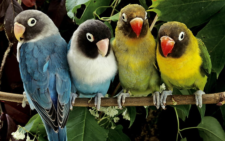 Lovebirds, group of animals, vertebrate, animal themes, animals in the wild, HD wallpaper