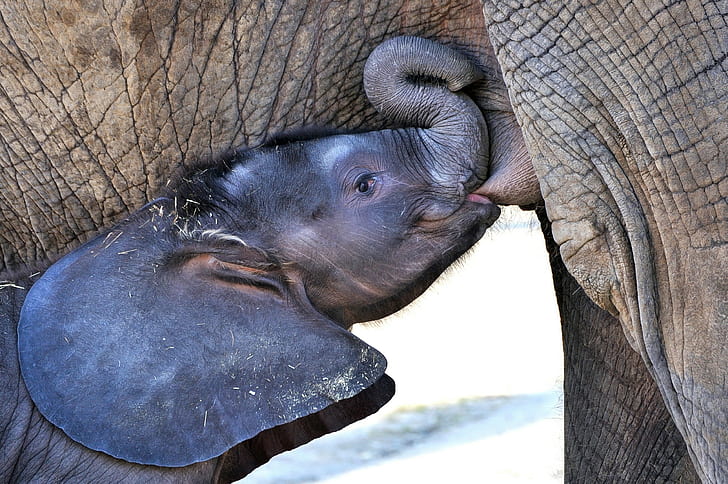 Elephants, Animals, Baby Animals