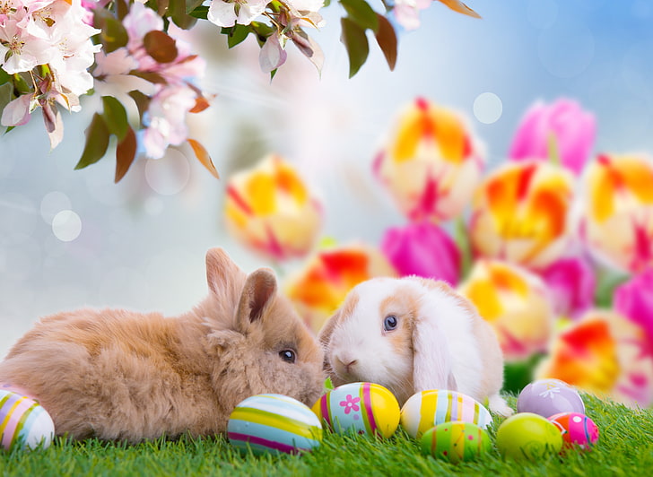 HD wallpaper: two white and brown rabbits, eggs, Easter, Easter eggs, happy  easter | Wallpaper Flare