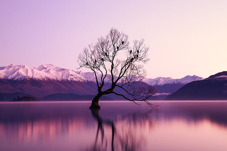 nature, purple, water, trees, reflection, Lake Wanaka, HD wallpaper