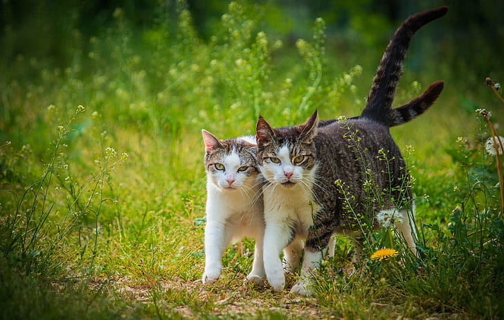 selective focus photography of two cats on grass field, cat, cat