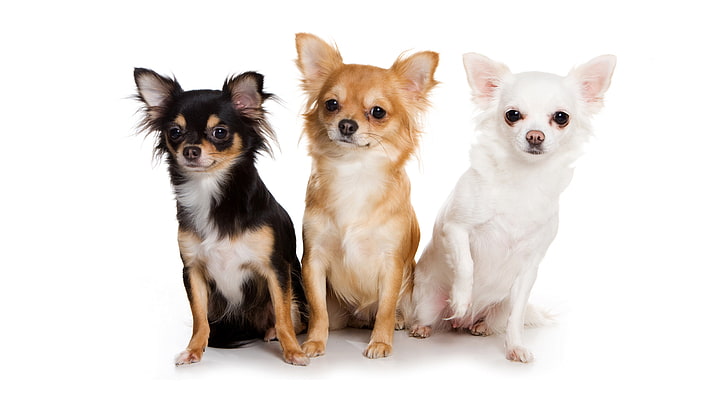 pictures of chihuahua dogs only, pets, domestic, mammal, animal themes, HD wallpaper