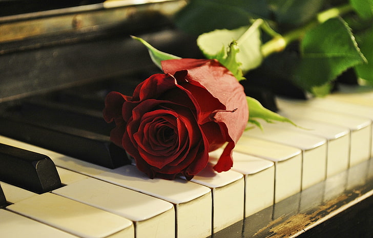red rose, flower, piano, keys, rose - Flower, piano Key, music