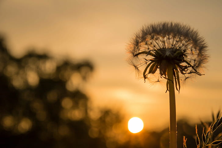 photograph of dandelion during sunrise, dandelion, sunset, flower