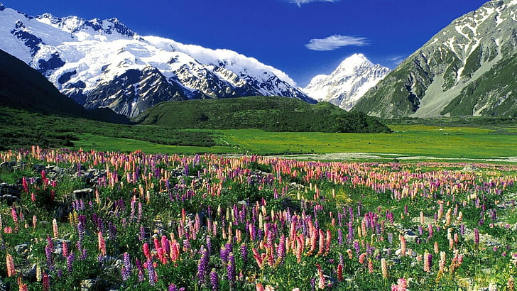 Flowering Meadow In Spring, snow, flowers, mountains, nature and landscapes