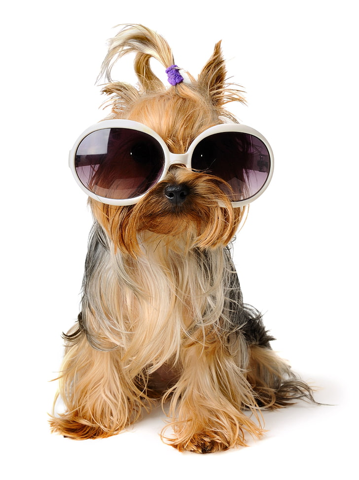 white-framed oversized sunglasses, dog, domestic animals, pets