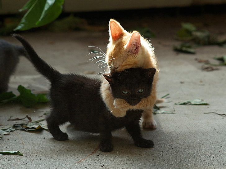 two short-fur orange and black cats, kittens, couple, playful