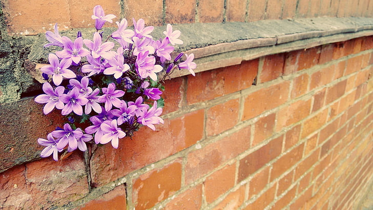 wall, bricks, flowers, plants, flowering plant, brick wall, HD wallpaper
