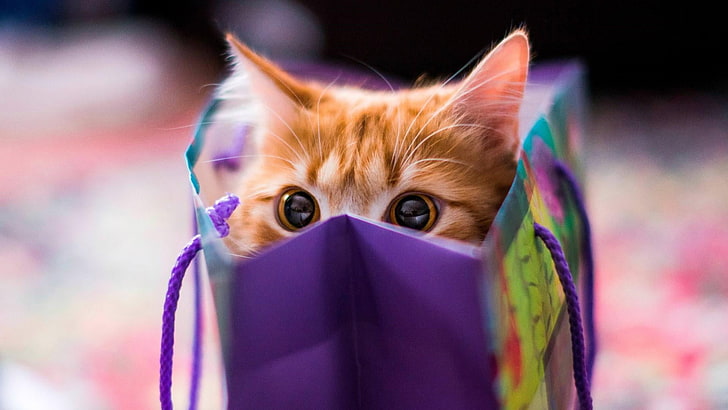 kitty, kitten, cat, cuteness, funny, bag, peep, peek, animal, HD wallpaper