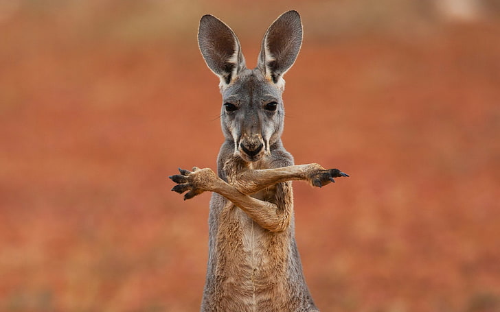 gray kangaroo, background, widescreen, Wallpaper, Australia, full screen