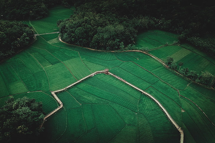 aerial photo of grass land, landscape, aerial view, farm, trees