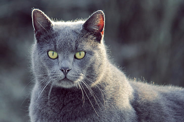 gray short-fur cat in closeup photography, cat, animal, frost, HD wallpaper