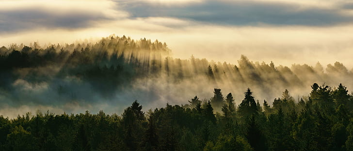 green trees with fog under gray sky, Sächsische-Schweiz, Landscape