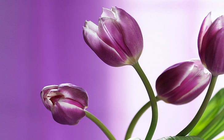 flowers, nature, tulips, purple flowers