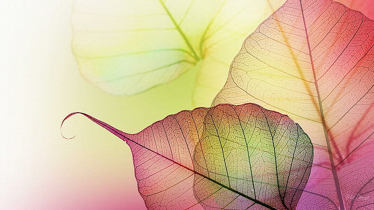 Transparent Leaves, dried leaves illustration, firefox persona, HD wallpaper