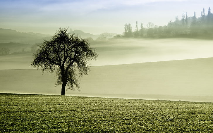 nature, mist, trees, plant, beauty in nature, tranquil scene, HD wallpaper