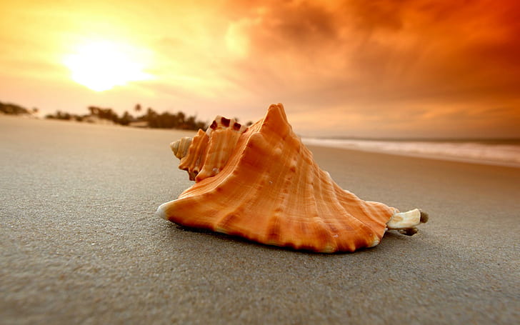 HD wallpaper: Sand Beach Shell Sea Photo Download, beaches | Wallpaper Flare