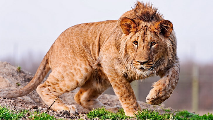 macbook pro  hd lion picture, animal themes, feline, cat, mammal