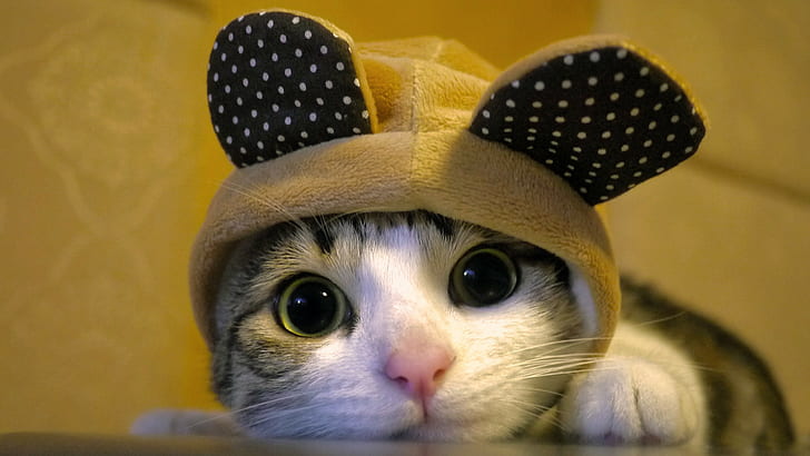 gray tabby cat, closeup, animals, pets, cute, domestic Cat, hat, HD wallpaper
