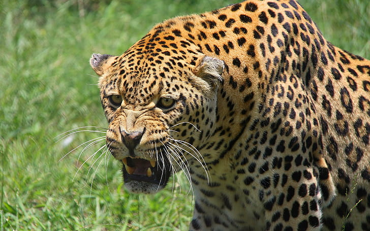 leopard, muzzle, big cat, predator, teeth, aggression, HD wallpaper