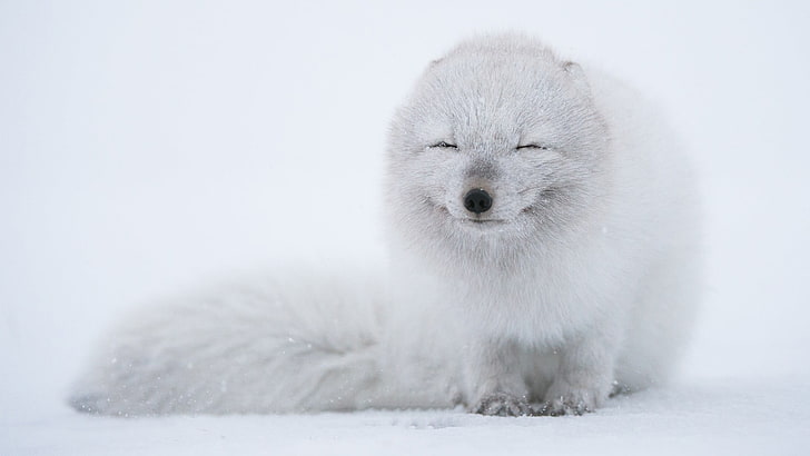 white animal, arctic fox, animals, animal themes, snow, winter, HD wallpaper