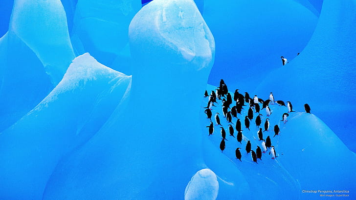 Chinstrap Penguins, Antarctica, HD wallpaper