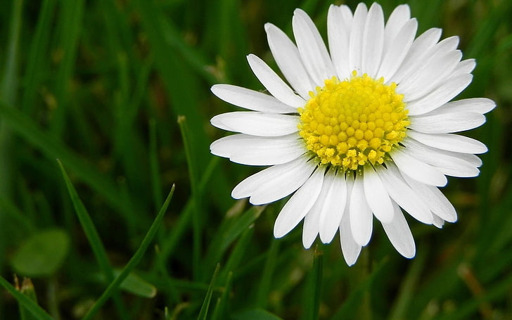white daisy flower, meadow, grass, pollen, nature, plant, summer, HD wallpaper