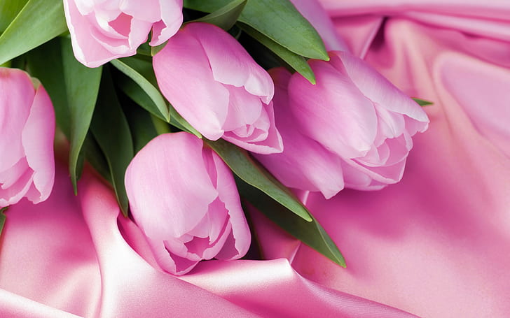 Pink tulip macro, pink satin, HD wallpaper