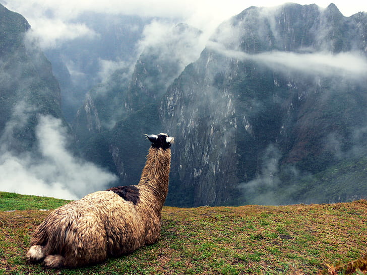 brown animal on hill top with clouds, view, Llama, Peru, South America, HD wallpaper
