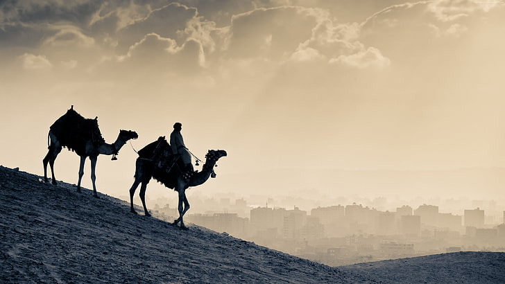 Camel, desert, sunset