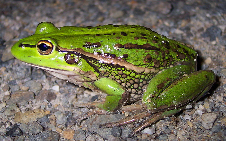 Beautiful Green Frog Amphibians In Australia, animal themes, animals in the wild