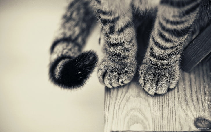 silver tabby cat, paws, monochrome, animals, wooden surface, feline