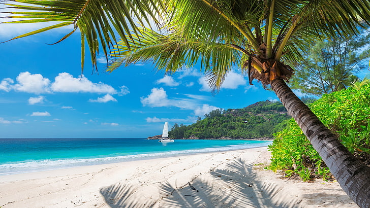 vacation, palm, white sand, tourism, coast, ocean, jamaica, HD wallpaper