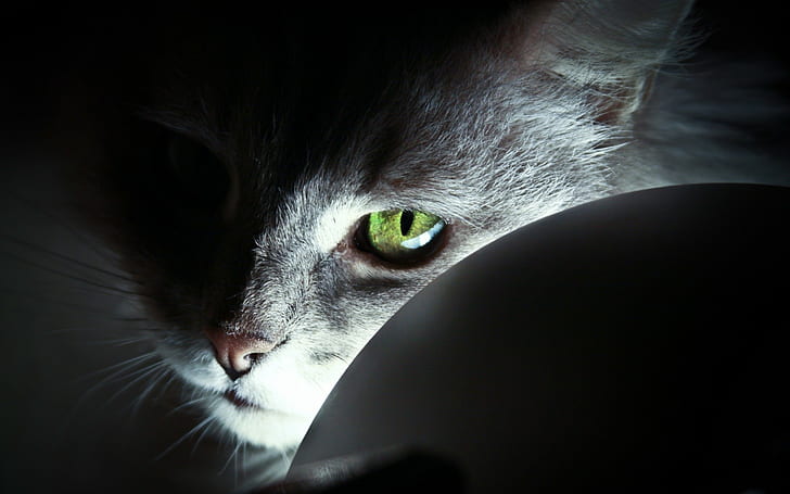 eyes, green eyes, cat, animals