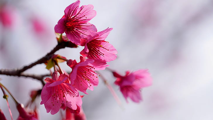 selective focus of pink petaled flowers, nature, pink Color, branch, HD wallpaper