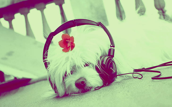 HD wallpaper: Cute Dog Listening to Music | Wallpaper Flare