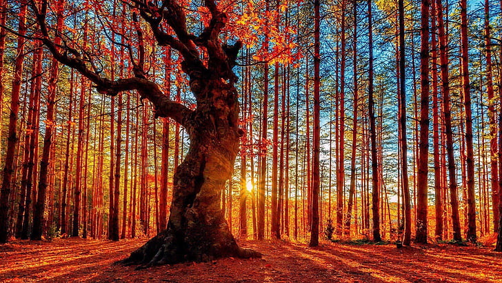 forest, woods, sunset, sunray, rays, sunlight, tree, autumn, HD wallpaper