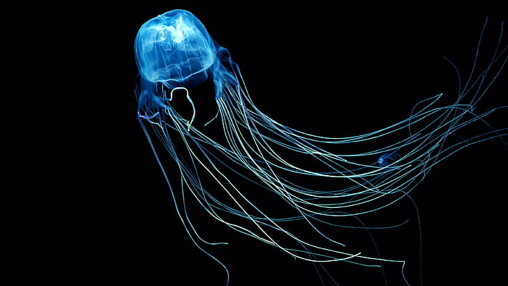 jellyfish, box jellyfish, underwater, darkness, HD wallpaper