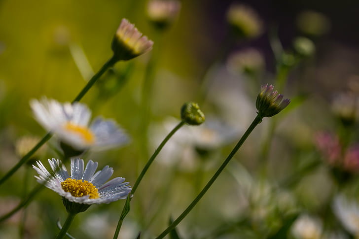 shallow focus photography of white daisy, Flower, Alnarp, autumn, HD wallpaper