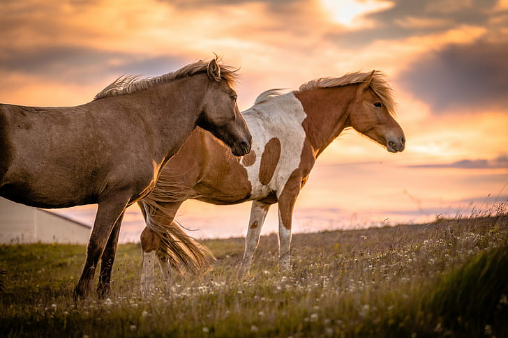 two brown horse on grass field under orange sky, icelandic, icelandic