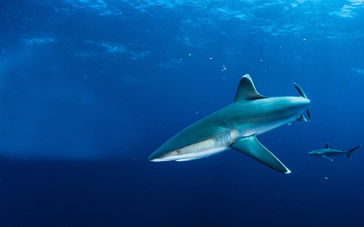 Sharks-hd desktop backgrounds free download, underwater, sea, HD wallpaper