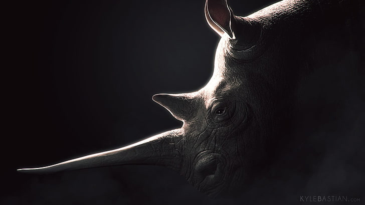 gray rhinoceros, one animal, animal themes, mammal, black background, HD wallpaper