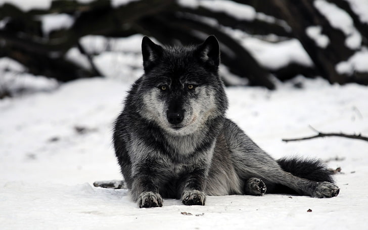 gray and black wolf sitting on snow field, animals, one animal