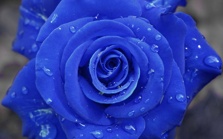 HD wallpaper: Blue Rose, blue rose flower, Nature, Flowers, beauty in  nature | Wallpaper Flare