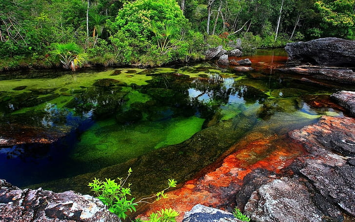 cano cristales, water, tree, plant, beauty in nature, forest