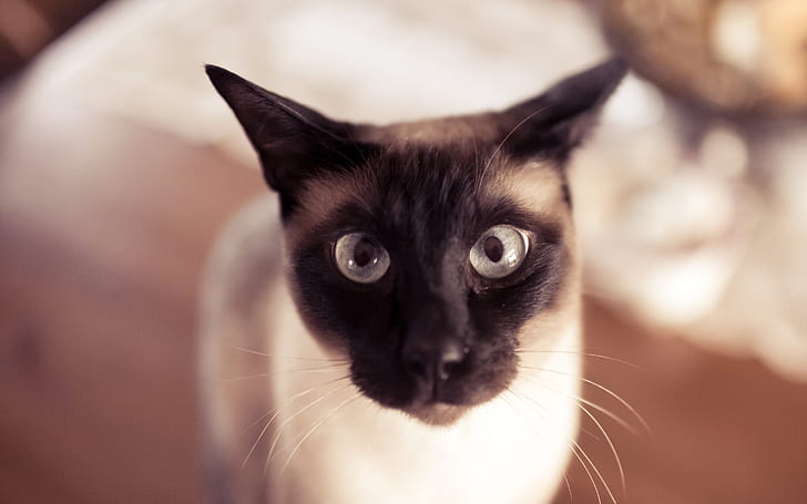 Funny Siamese Cat, cute, close up, HD wallpaper