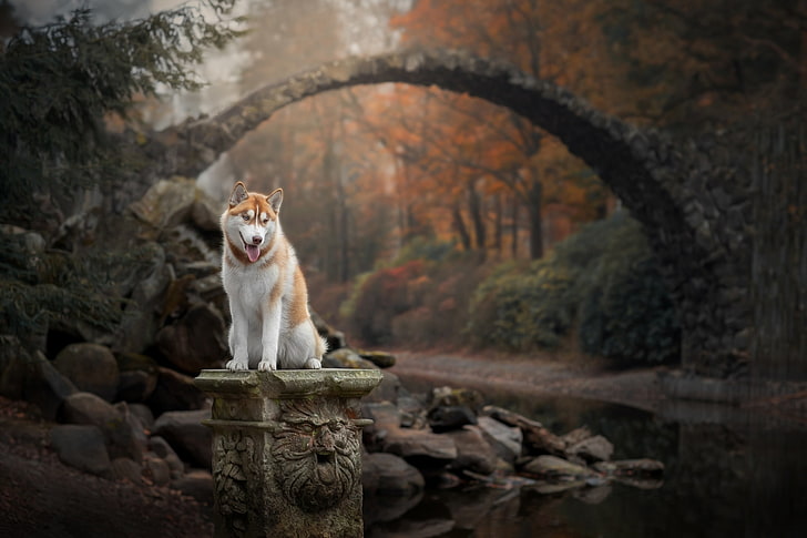 dog, animals, bridge, creeks, fall, mammal, one animal, tree, HD wallpaper