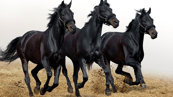 HD wallpaper: Horses, Three, Head, Run, domestic, group of animals, domestic  animals | Wallpaper Flare