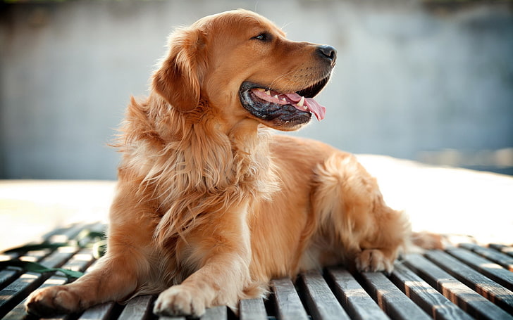 dog, animals, golden retrievers, canine, one animal, domestic, HD wallpaper